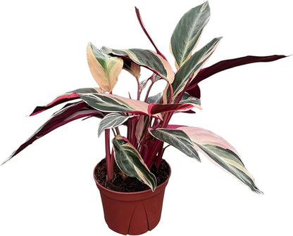 CoollectivePlants Stromanthe Triostar - Live Plant in 6″ Grower’s Pot, Stromanthe Triostar Live Plant, Easy Indoor House Plants, Low Maintenance Houseplant (6″ Wide Pot)