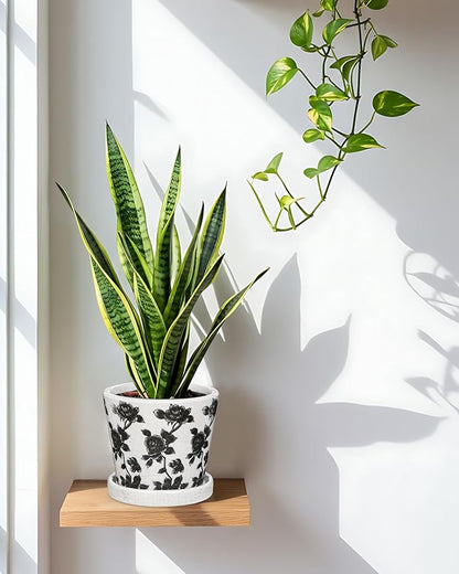 Ceramic Pot for Indoor Plants - 5.5 inch Flower Pot for Plants with Drainage Holes and Saucer Ice Crack Diamond Rose Flower Pattern Ceramic Planter for Outdoor Indoor Herb Snake Plant (Black & White)