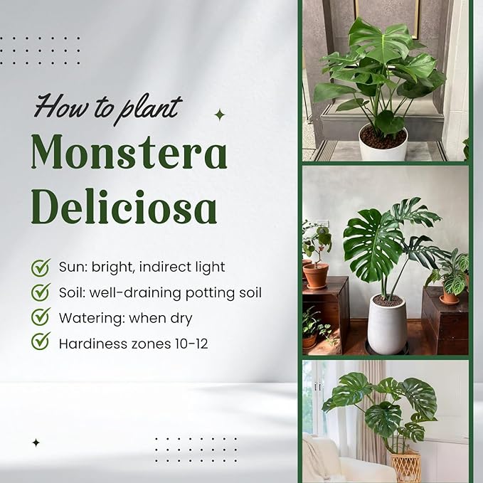 Monstera Deliciosa Live Plant, Live Swiss Cheese Plant Indoor, 4 Inch Pot
