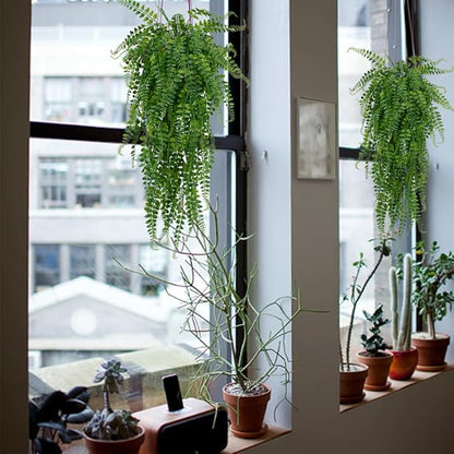 6 Pcs Artificial Hanging Ferns Plants Fake Hanging Plants Fake Ivy Boston Ferns Vine Outdoor Indoor Home Décor UV Resistant Plastic Plants (Green)