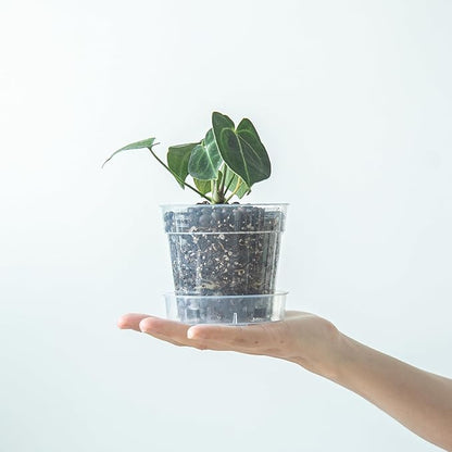 4 Inch Clear Plastic Plant Pot with Drainage Holes, Interlocking & Detachable Tray - Deep Saucer - Durable BPA-Free Plastic, Transparent Design, Raised Base for Airflow, Set of 24, 92-X-C-2