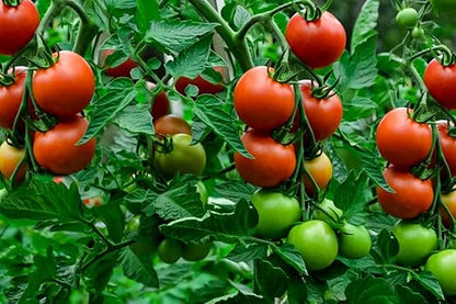 PlantVantage Premium Tomato Plant Food-Concentrated Fertilizer with Humic Acid & Zinc Nitrogen-Supports Strong Roots,Enhances Blooms & Yields-Easy Application for Root Feeding or Foliar Spray 1-Gallon