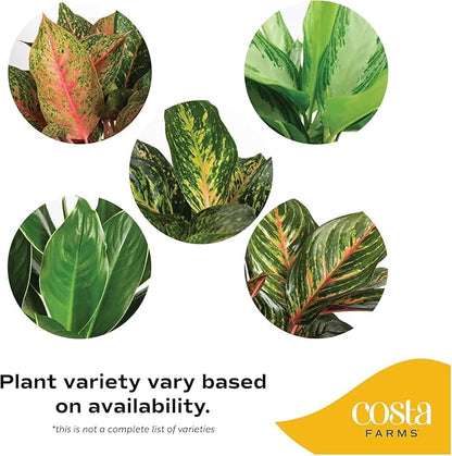 Costa Farms Chinese Evergreen, Aglaonema Easy To Grow Live Indoor Plant in Premium Décor Planter Pot, Houseplant in Potting Soil Mix, Housewarming, Unique Home Décor or Room Decor, 2-3 Feet Tall