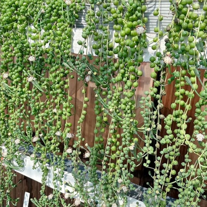 Trailing String of Pearls Live Plant in 2'' Pot, Succulent Plants Live, Trailing Succulent Plants, Easy Care Houseplant for Indoor Garden Décor, Hanging Succulent Live Plant to Grow