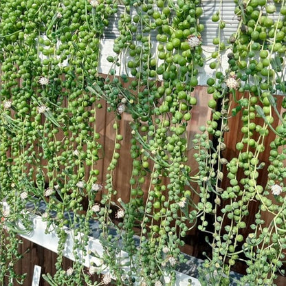 Trailing String of Pearls Live Plant in 2'' Pot, Succulent Plants Live, Trailing Succulent Plants, Easy Care Houseplant for Indoor Garden Décor, Hanging Succulent Live Plant to Grow