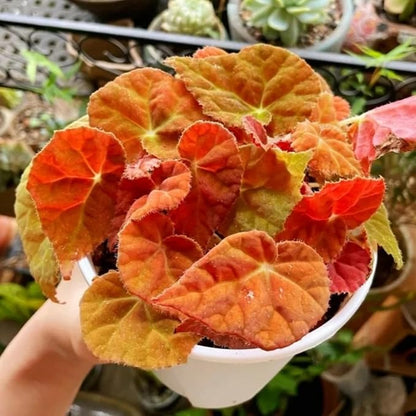 Begonia Plants Live, Rare Begonias Indoor Growing, Hanging Basket, Starter 5 to 9 Inc Tall (Autumn)