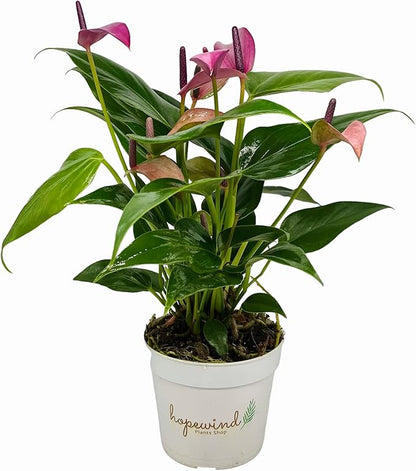 Anthurium (12"-14" Tall) Unique and Gorgeous Live Indoor Plant, Easy Care and Easy to Grow, Bloom Plant, 4 inch Pot (Zizou Purple)