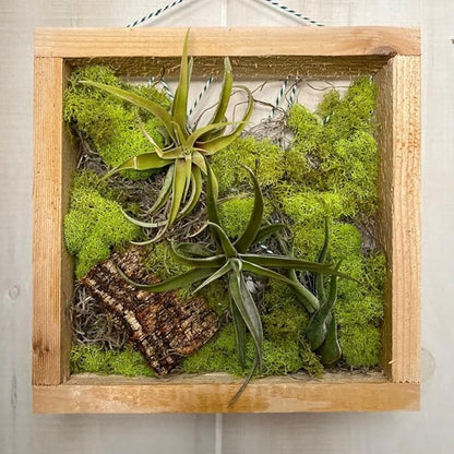Pack 12 Mixed Ionantha Air Plants, Live Tillandsia, Bulk Airplants, Easy Care Houseplants for Indoor and Outdoor Planting