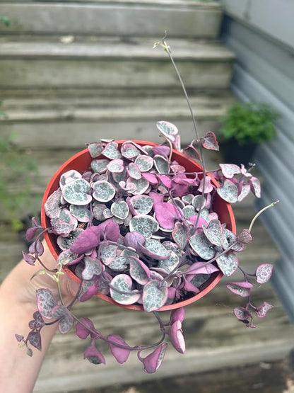 Sprout N Green String of Heart Variegata | Ceropegia woodii f. variegata, Live Plant Rooted in 4in Nursery Pot, Indoor Outdoor Office Home Holiday Décor