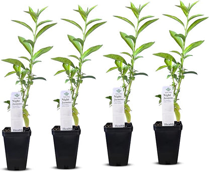 Night Blooming Jasmine Live Plant - Cestrum Nocturnum. Fragrant Flowering Shrub for Garden, Patio or Window (4 ngt.jas Cups)