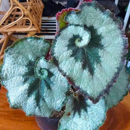 Begonia Plants Live, Rare Begonias Indoor Growing, Hanging Basket, Starter 5 to 9 Inc Tall (Spiral-Shaped Foliage)
