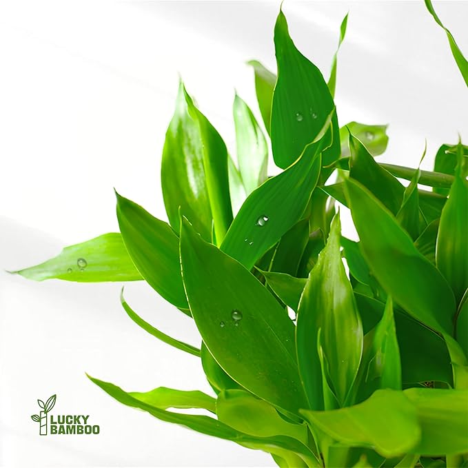 Lucky Bamboo Plants Live Indoor (10 Stalks, 8 Inch) - Fresh House Plants for Office Desk, Home Decor, for Positive Energy, Prosperity & Easy Care