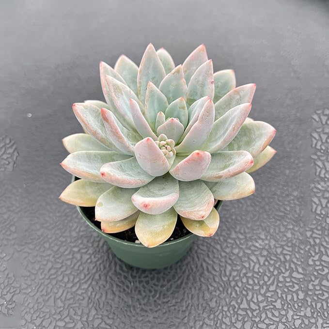 Live Succulent Plants (Echeveria 'Star Snow'), Easy Care Houseplant for Home and Office Decor, Great Gift for Housewarming, Birthday, Thanksgiving