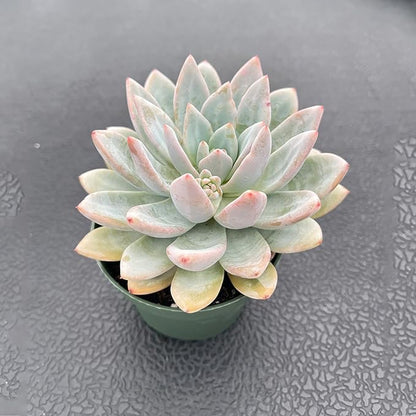 Live Succulent Plants (Echeveria 'Star Snow'), Easy Care Houseplant for Home and Office Decor, Great Gift for Housewarming, Birthday, Thanksgiving