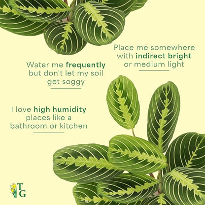 Thorsen's Greenhouse Lemon Lime Prayer Plant, Live Indoor Plant, Pet Friendly, Attractive Houseplant, Lemon Maranta, Natural Air Purifier, Easy to Grow, 4" Diameter Pot (Natural)