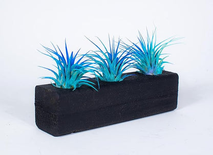 Air Plants 3 Pack - Tillandsia Ionantha - 3 Hole Planter - Organically Enhanced Color - Live Arrival Guaranteed - House Plants for Home Decor & Gift (3PK Blue Turq + Planter)