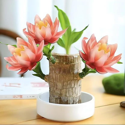 Lucky Wood Plant, Small Indoor Plant, Brazilian Wood Plants, About to Sprout, Office Desk Ornaments, Kitchen, Living Room, Home Decoration