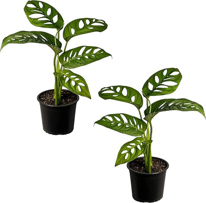LEAL PLANTS ECUADOR Monstera Adansonii Swiss Cheese Plant (Pack of 2) Indoor houseplant | Live Plant Easy to Grow Indoor| Air Purifying Indoor Plant, Unique Gift for Plant Lovers