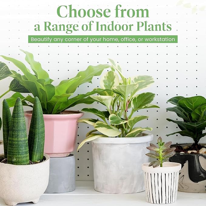 American Plant Exchange Peace Lily, Live Spathiphyllum Plants, 4-Inch Pots, 4 Pack in Deco Covers, Flowering Houseplants, Easy Care, Low Light, Perfect for Housewarming, Sympathy, or Party Gifts