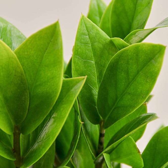 ZZ Plant 3/4/6/8" - Zamioculcas Zamiifolia Raven Plant- Indoor Easy Care House Plant - Live Plant (4" Pot – 9–11" Tall)