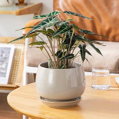 vancasso 3-Pack Ceramic Plant Pots, 3.7/4.8/6.2 Inch Indoor Planters with Saucers & Drainage Hole Planter pots for Indoor Plants and Flower, Gray