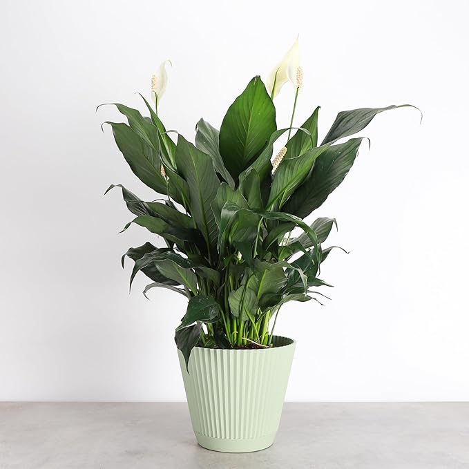 Thorsen's Greenhouse Live Peace Lily Plant, Spathyphylum, Low Light, Easy to Grow, Natural Air Purifier Live Indoor Plant, 4-6" Diameter Pot (Sage, 6-inch Pot)
