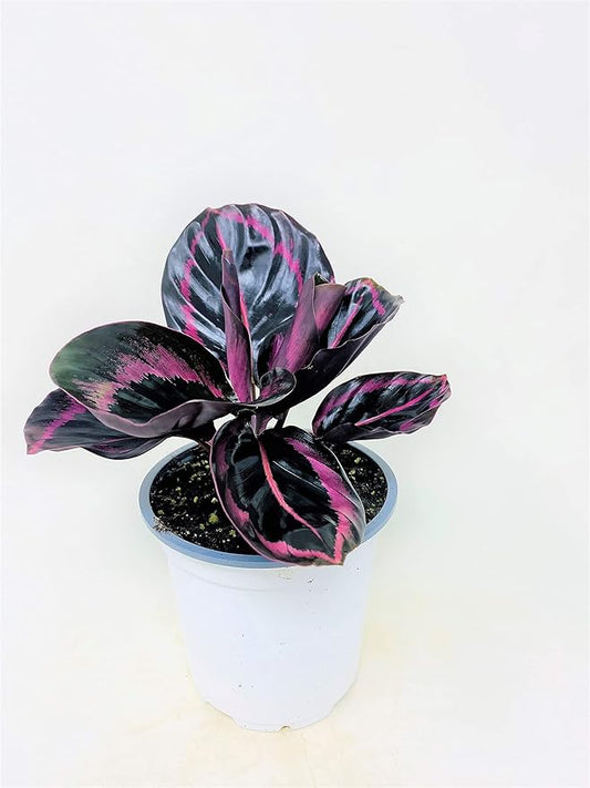 Calathea Dottie - Easy to Care houseplant- 4 Pot