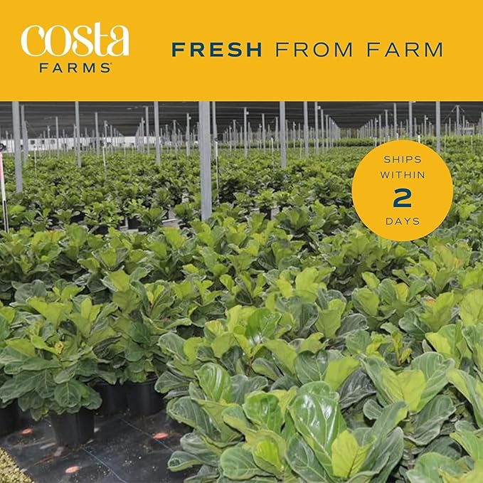 Costa Farms Fiddle Leaf Fig, Live Indoor Floor Plant, Ficus Lyrata Tropical Houseplant Potted in Potting Soil with Grow Pot, Gardening, New Home Gift, Room Décor, 1-2 Feet Tall
