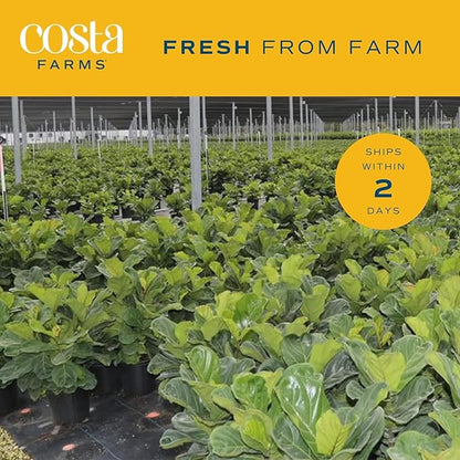 Costa Farms Fiddle Leaf Fig, Live Indoor Floor Plant, Ficus Lyrata Tropical Houseplant Potted in Potting Soil with Grow Pot, Gardening, New Home Gift, Room Décor, 1-2 Feet Tall