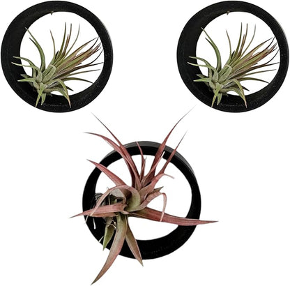 3 Piece Bamboo Air Plant Rings - Hang or Wall Mount. All Natural Unique Air Plant Holder - Small to Xtra Lrg Plants. (3pc Black)