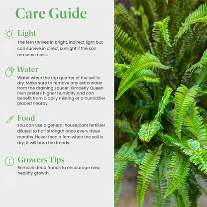 American Plant Exchange Kimberly Queen Fern – 6-Inch Pot – Live Hardy Upright Fern Houseplant, Easy Care Greenery for Home, Office, Garden, or Patio Decor
