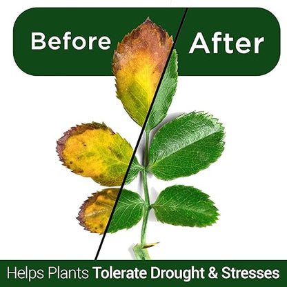 Elm Dirt Kelp Mist 100% Organic Plant Spray - Foliar Spray for Plants Food Indoor House Plants & Outdoor Plant Food | Help Plant Nutrients Efficiently & Boost Soil Activity - Kelp Foliar Mist (16 oz)