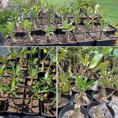 Mixed Desert Rose Plant Live, 4-7" Tall, Adenium Obesum Well-Rooted Succulent for Indoor Outdoor Displays