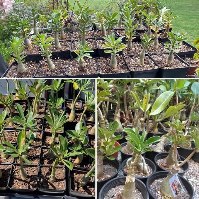 Red Desert Rose Plant Live, 4-7" Tall, Adenium Obesum Well-Rooted Succulent for Indoor Outdoor Displays