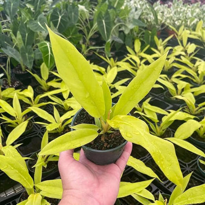 Philodendron Golden Ring of Fire Live Plant for Indoor | Different Houseplants in 4'' & 6'' Pot | Real House Plant for Living Room, Office, Desk & Bathroom | Golden Saw