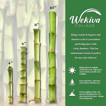 Lucky Indoor Bamboo for Abundance and Prosperity - 8 Live Plants - 6 Inch - Ships Bare Root - Air Purifying Feng-Shui Zen Garden Houseplants