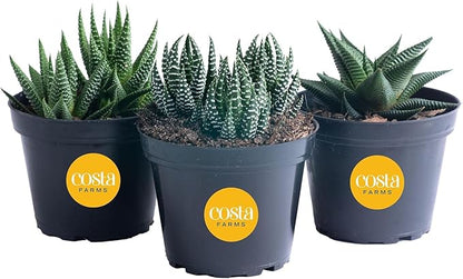 Costa Farms Haworthia Succulents Fully Rooted Live Indoor Plant 6-Inches Tall, in Grower Pot, 3-Pack