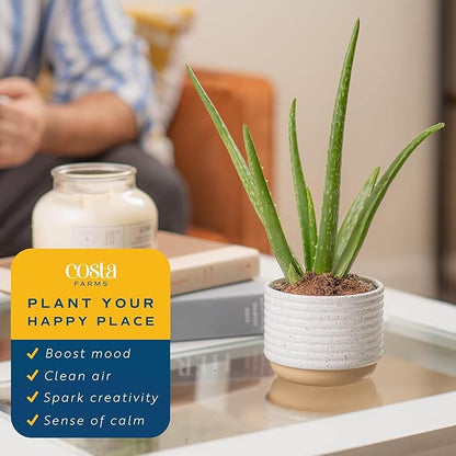 Costa Farms Aloe Vera Live Plants in Plastic Pots, Easy to Maintain, Air Purifying Indoor Succulents, Houseplants for Home, Room, or Office Decor, House Warming or Birthday Gift, 12-18, Pack of 2