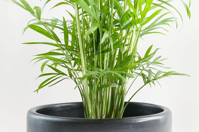 Neanthe Bella Parlor Palm - 3 Live Plants in 6 Inch Pots - Chamaedorea Elegans - Beautiful Clean Air Indoor Houseplant