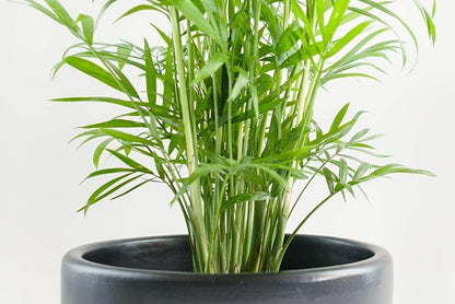 Neanthe Bella Parlor Palm - 5 Live Plants in 6 Inch Pots - Chamaedorea Elegans - Beautiful Clean Air Indoor Houseplant