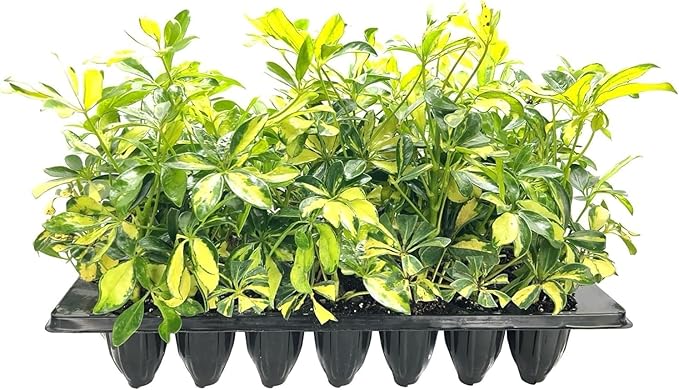 Arboricola Variegated Schefflera Trinette I 10 Live Plants I Vibrant Green & Yellow Foliage, Easy-Care Indoor & Outdoor Plant, Air-Purifying, Ideal for Home