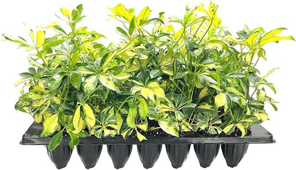Arboricola Variegated Schefflera Trinette I 3 Live Plants I Vibrant Green & Yellow Foliage, Easy-Care Indoor & Outdoor Plant, Air-Purifying, Ideal for Home