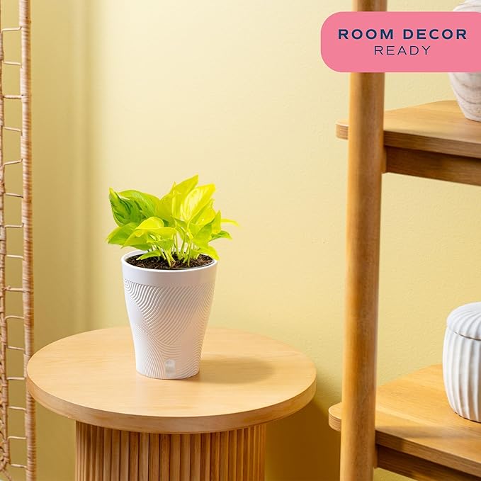 Costa Farms Champs Elysses Pothos Live Plant in Self Watering Pot, Indoor Houseplant, Trailing Vining, Perfect for Home, Room, or Office Decor, Great House Warming or Birthday Gift, 12-14 Inches Tall