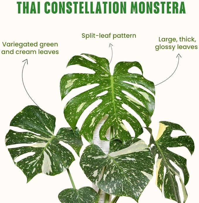 Monstera Plant Live, Thai Constellation Monstera Live Plant, 4 to 6 Inches Tall, Variegated Monstera Houseplant for Home and Office Decoration