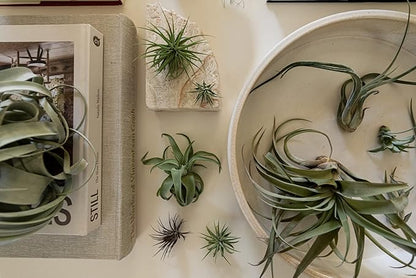 Air Plants - Tillandsia Variety Pack, Regular 1-3" - 10ct - Live Arrival Guaranteed - House Plants for Home Decor & Gift