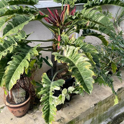 Variegated Philodendron Live Plant 4-8 Inches, Rare Indoor Houseplants for Container Growing (Fire Philodendron)