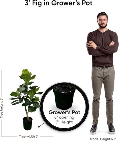 Cypress & Alabaster Handmade 3ft Fiddle Leaf Fig Ficus Lyrata Artificial Tree with Ethically Sourced Real Wood Trunks, Hypoallergenic, 3-Foot, Green