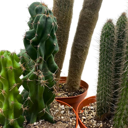 BubbleBlooms Column Cactus Assortment 6 inch Pots Set of 3