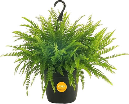 Costa Farms Boston Fern Live Plant in Plastic Pot, Air Purifying Large Indoor & Outdoor Houseplant, Perfect for Home, Room, or Office Decor, Great House Warming or Birthday Gift, 2-3 Feet Tall