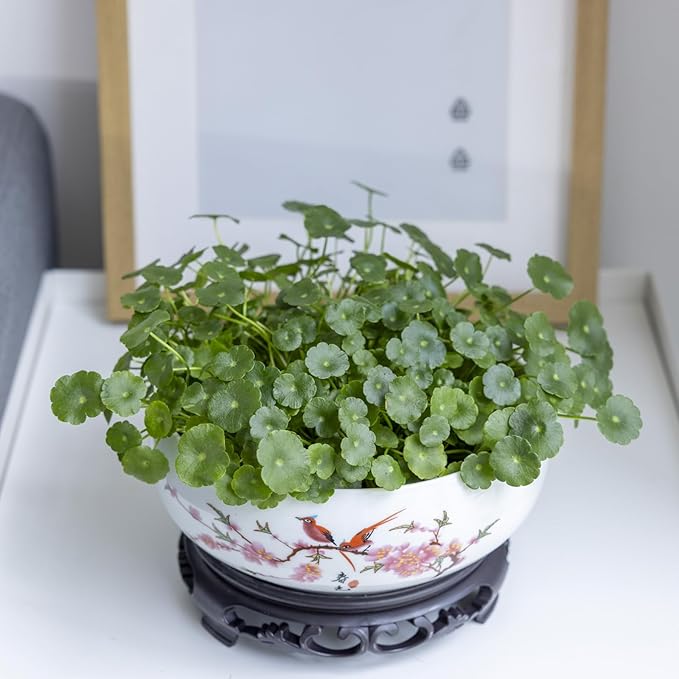 TOIVO Lotus Bowl Planter, Coarse Pottery Water Lily Flower Pot with Plastic Base, 7.8 inches (A-1)